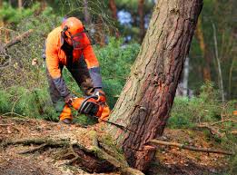 Dover, DE Tree Care Company
